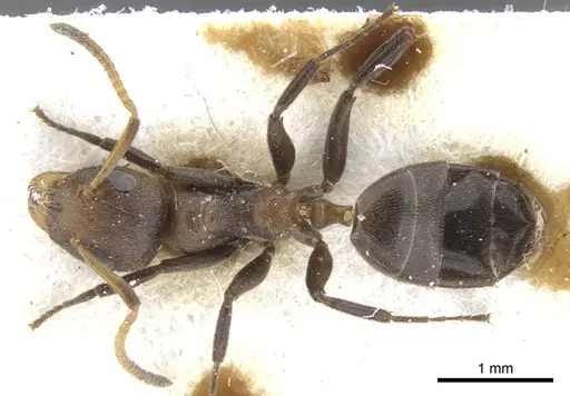 Axinidris nigripes specimen