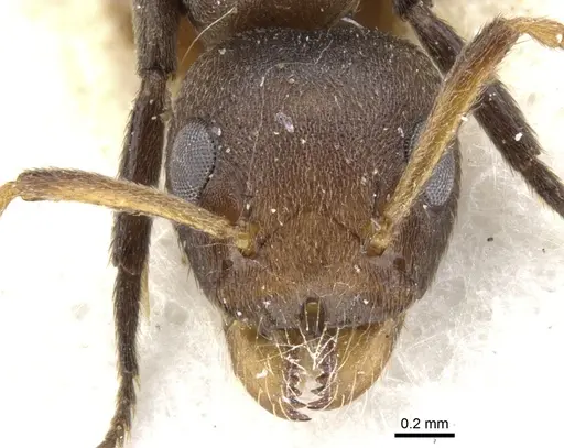 Axinidris nigripes specimen