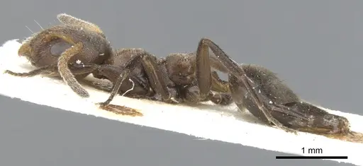 Axinidris nigripes specimen