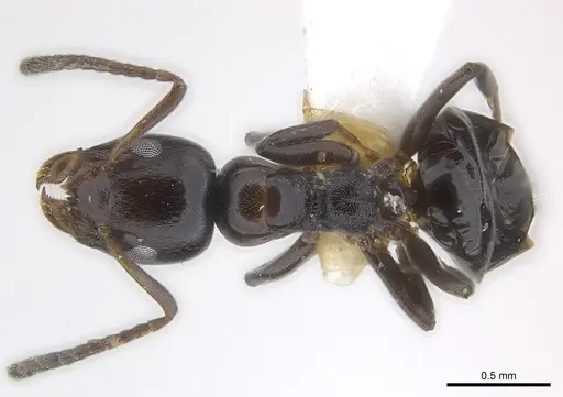 Axinidris okekai specimen