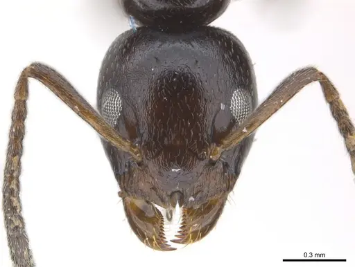 Axinidris okekai specimen