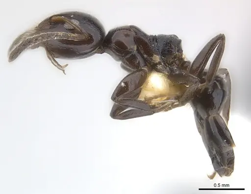Axinidris okekai specimen
