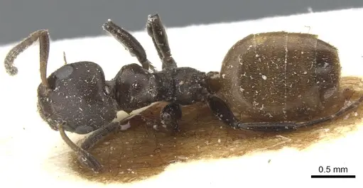 Axinidris palligastrion specimen