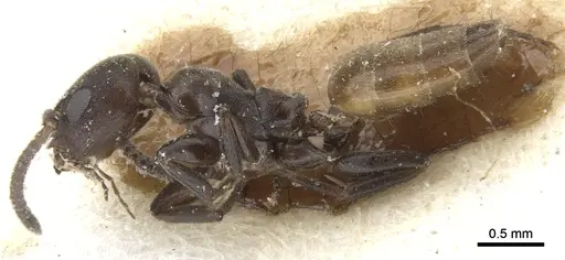 Axinidris palligastrion specimen