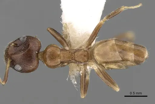 Axinidris tridens specimen