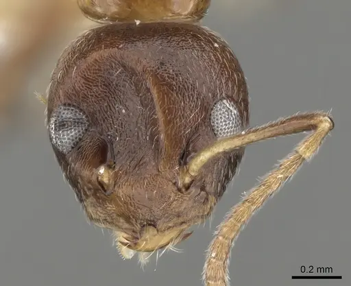 Axinidris tridens specimen