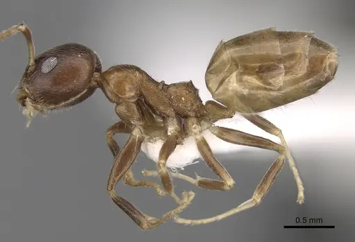 Axinidris tridens specimen