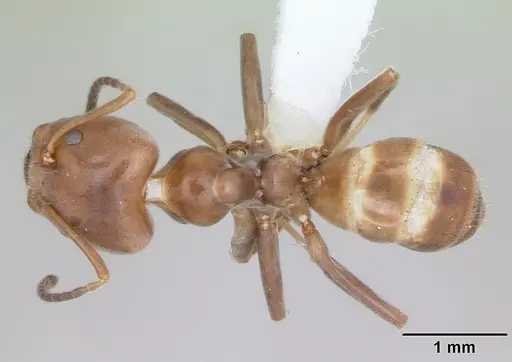 Azteca adrepens specimen