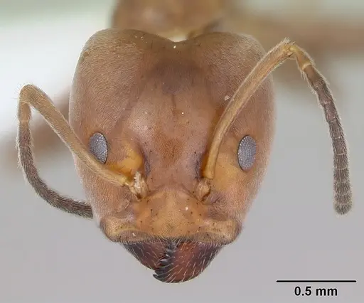 Azteca adrepens specimen