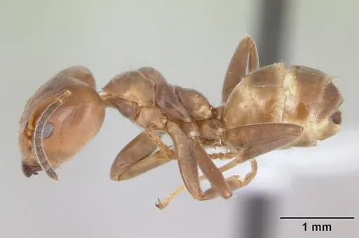 Azteca adrepens specimen