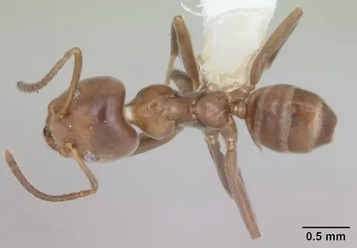 Azteca adrepens - CASENT0173823