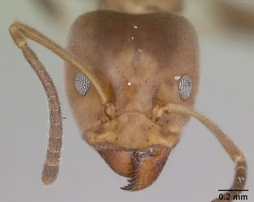 Azteca adrepens - CASENT0173823