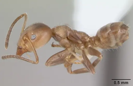 Azteca adrepens - CASENT0173823