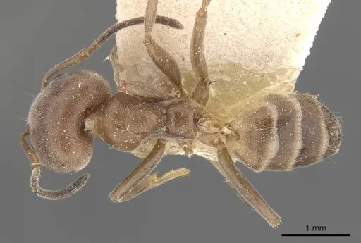 Azteca adrepens - CASENT0909580