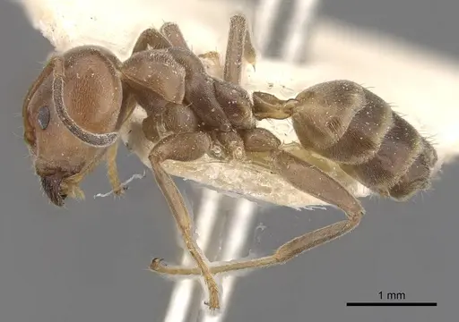 Azteca adrepens - CASENT0909580