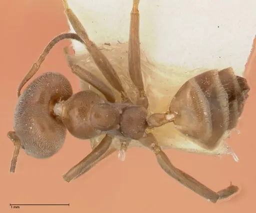 Azteca adrepens - FOCOL0532