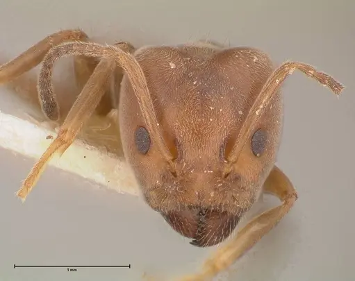 Azteca adrepens - FOCOL0532