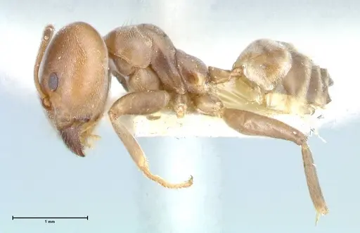 Azteca adrepens - FOCOL0532