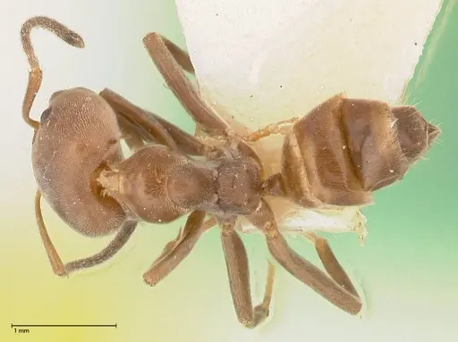 Azteca adrepens - FOCOL0533