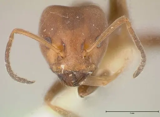 Azteca adrepens - FOCOL0533