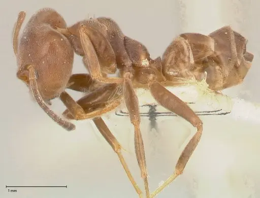 Azteca adrepens - FOCOL0533