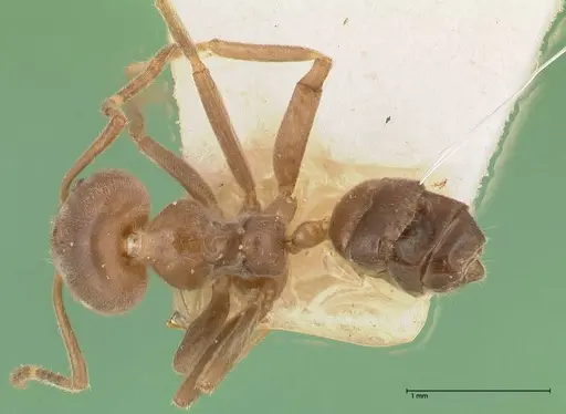 Azteca adrepens - FOCOL0534