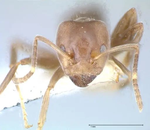 Azteca adrepens - FOCOL0534