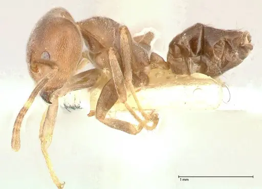 Azteca adrepens - FOCOL0534