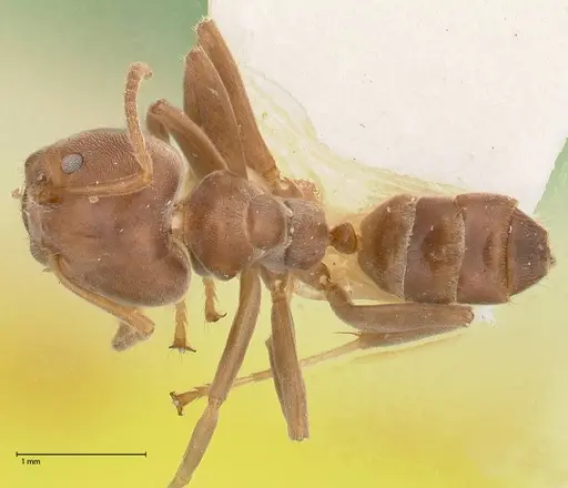 Azteca adrepens - FOCOL0535