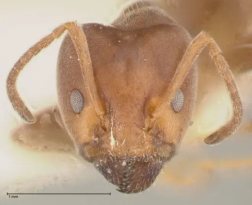 Azteca adrepens - FOCOL0535