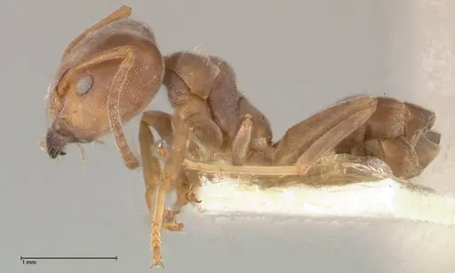 Azteca adrepens - FOCOL0535