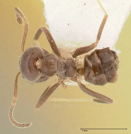 Azteca adrepens - FOCOL0536-1