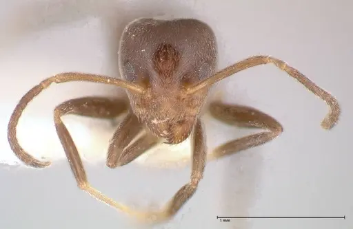 Azteca adrepens - FOCOL0536-1