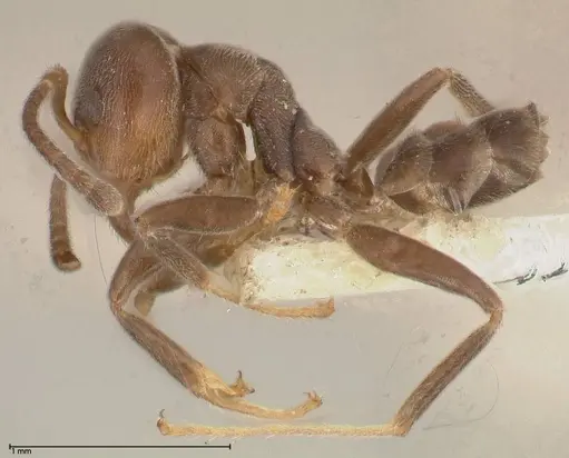 Azteca adrepens - FOCOL0536-1