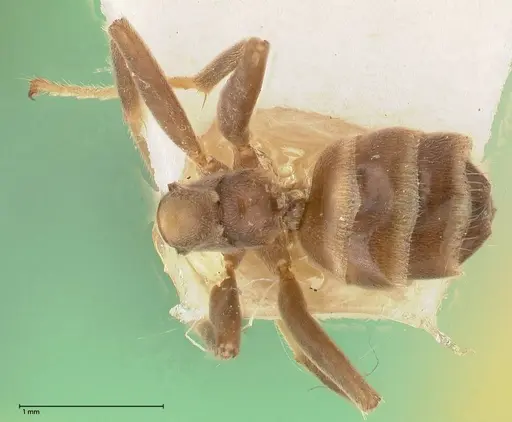 Azteca adrepens - FOCOL0536-2