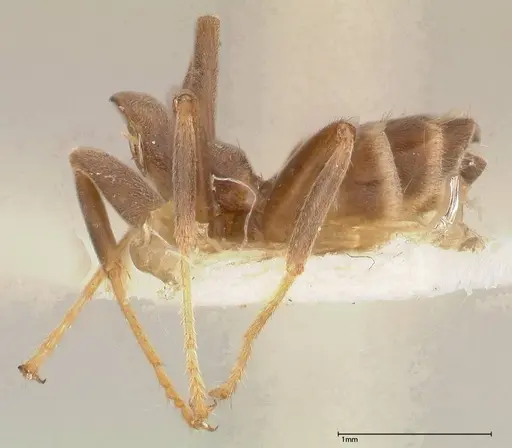 Azteca adrepens - FOCOL0536-2