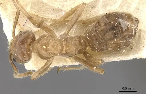 Azteca aesopus specimen
