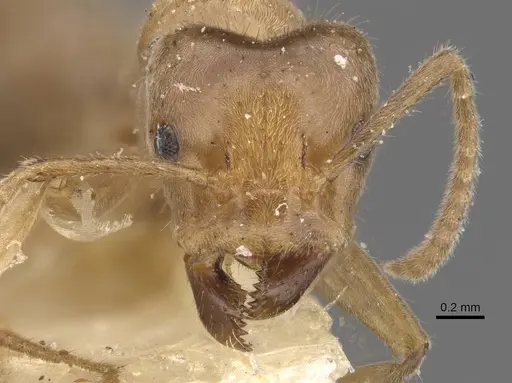 Azteca aesopus specimen