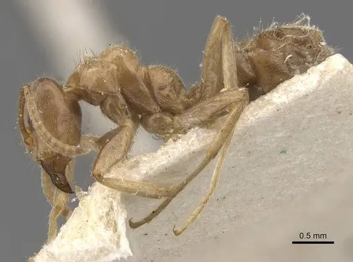 Azteca aesopus specimen