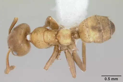 Azteca alfari specimen