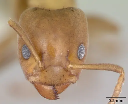 Azteca alfari specimen