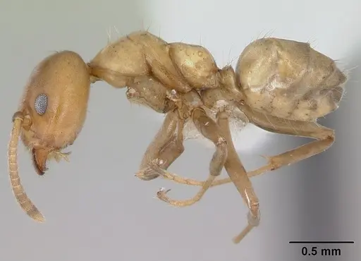 Azteca alfari specimen