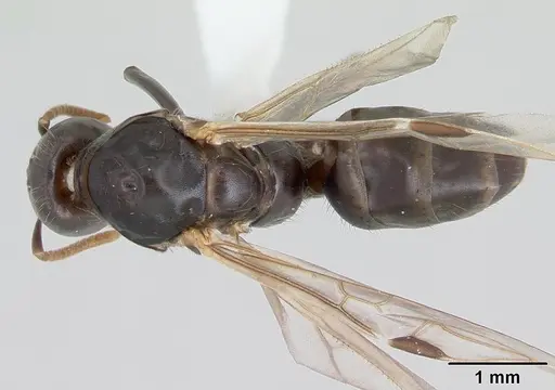 Azteca alfari - CASENT0173825