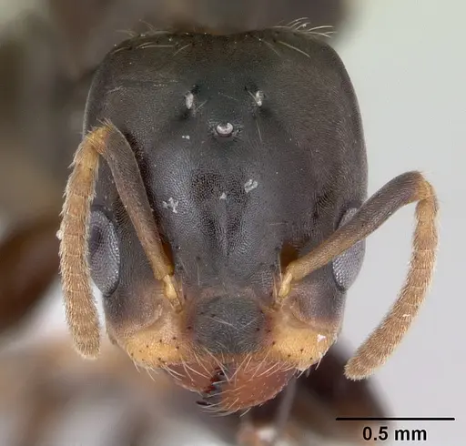 Azteca alfari - CASENT0173825