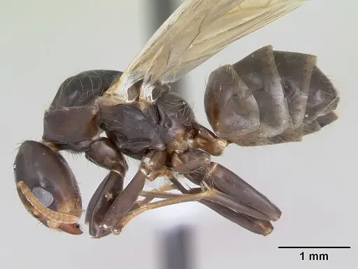 Azteca alfari - CASENT0173825