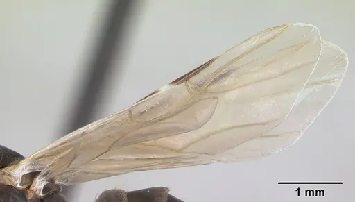 Azteca alfari - CASENT0173825