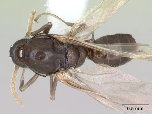 Azteca alfari - CASENT0173826