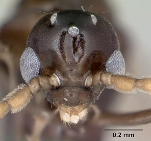 Azteca alfari - CASENT0173826