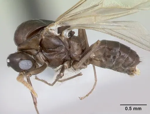 Azteca alfari - CASENT0173826