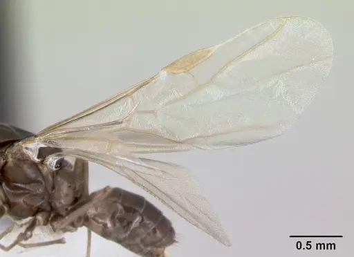 Azteca alfari - CASENT0173826